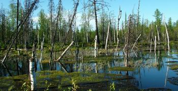 Главная страница