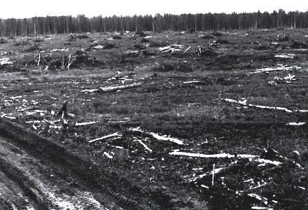 Сводка леса под водохранилище